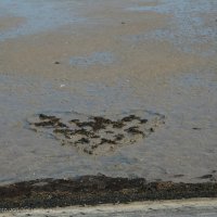 Schiermonnikoog 2008_159