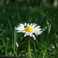 Schiermonnikoog 2008_167