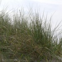 Schiermonnikoog 2008_2