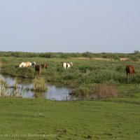 Schiermonnikoog 2008_31