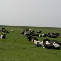 Schiermonnikoog 2008_37