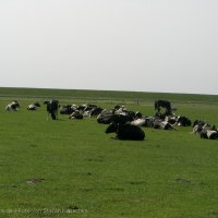 Schiermonnikoog 2008_38