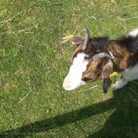 Schiermonnikoog 2008_39