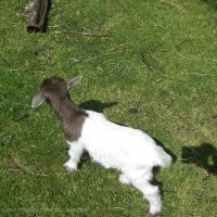 Schiermonnikoog 2008_40