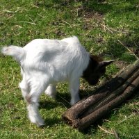 Schiermonnikoog 2008_41