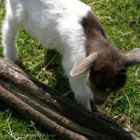 Schiermonnikoog 2008_42