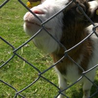 Schiermonnikoog 2008_43