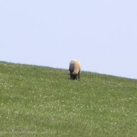 Schiermonnikoog 2008_45