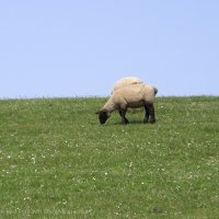 Schiermonnikoog 2008_46