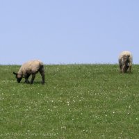 Schiermonnikoog 2008_47