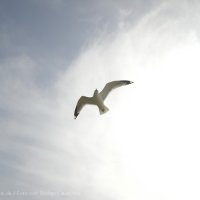 Schiermonnikoog 2008_4