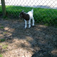 Schiermonnikoog 2008_52
