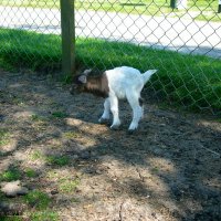 Schiermonnikoog 2008_53