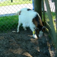 Schiermonnikoog 2008_55