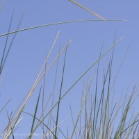 Schiermonnikoog 2008_59