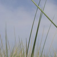 Schiermonnikoog 2008_5