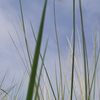 Schiermonnikoog 2008_6