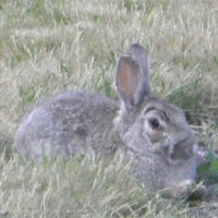 Schiermonnikoog 2008_8