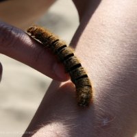 Schiermonnikoog 2009_107