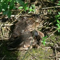 Schiermonnikoog 2009_166