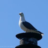 Schiermonnikoog 2009_426