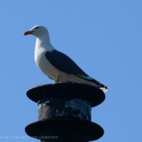 Schiermonnikoog 2009_427