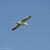 Schiermonnikoog 2009_77