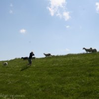 Schiermonnikoog 2009_80