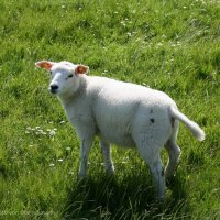 Schiermonnikoog 2009_82