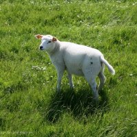 Schiermonnikoog 2009_83