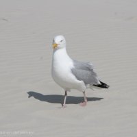 Schiermonnikoog 2009_97