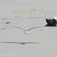 Schiermonnikoog 2009_98