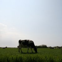 Schiermonnikoog 2010_131