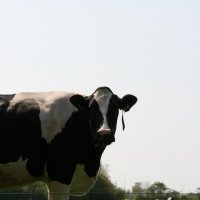 Schiermonnikoog 2010_132