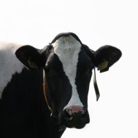 Schiermonnikoog 2010_133