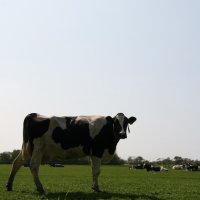 Schiermonnikoog 2010_134