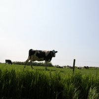 Schiermonnikoog 2010_135