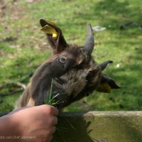 Schiermonnikoog 2010_137