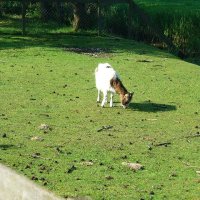 Schiermonnikoog 2010_26