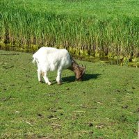 Schiermonnikoog 2010_27