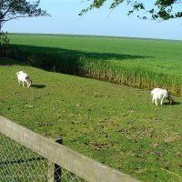 Schiermonnikoog 2010_28
