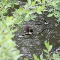 Schiermonnikoog 2010_60