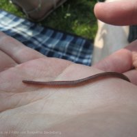 Schiermonnikoog 2011_135