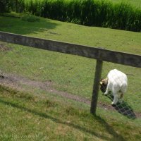 Schiermonnikoog 2011_182