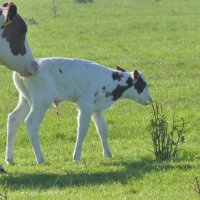 Schiermonnikoog 2014_115