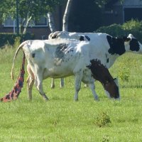 Schiermonnikoog 2014_127