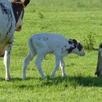 Schiermonnikoog 2014_138