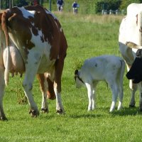 Schiermonnikoog 2014_140