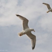 Schiermonnikoog 2014_211