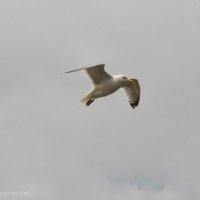 Schiermonnikoog 2014_212